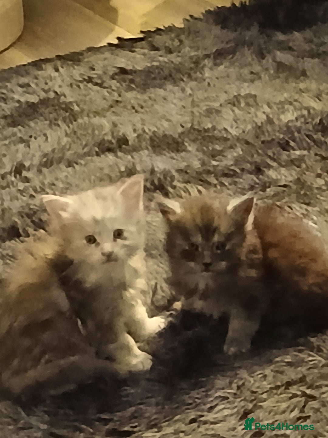 Maine Coon cats for sale: Full Pedigree blue smoke Maine Coon Kittens  - Advert 9