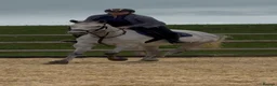 Irish Thoroughbred horses for sale: Grey 16hh 9yr old TB mare in Canterbury - Advert 3
