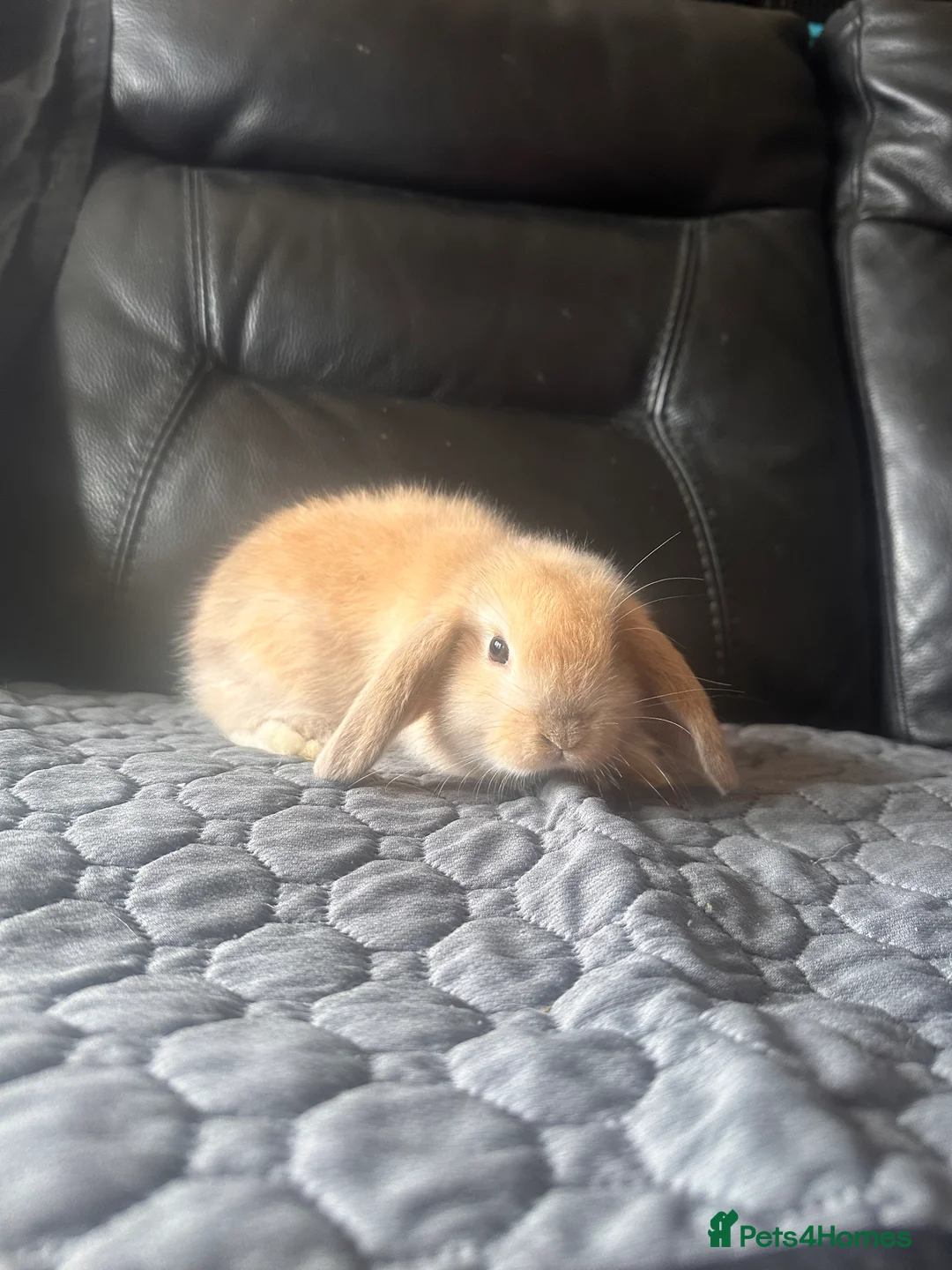 Mini Lop rabbits for sale: Baby mini lops  - Advert 24