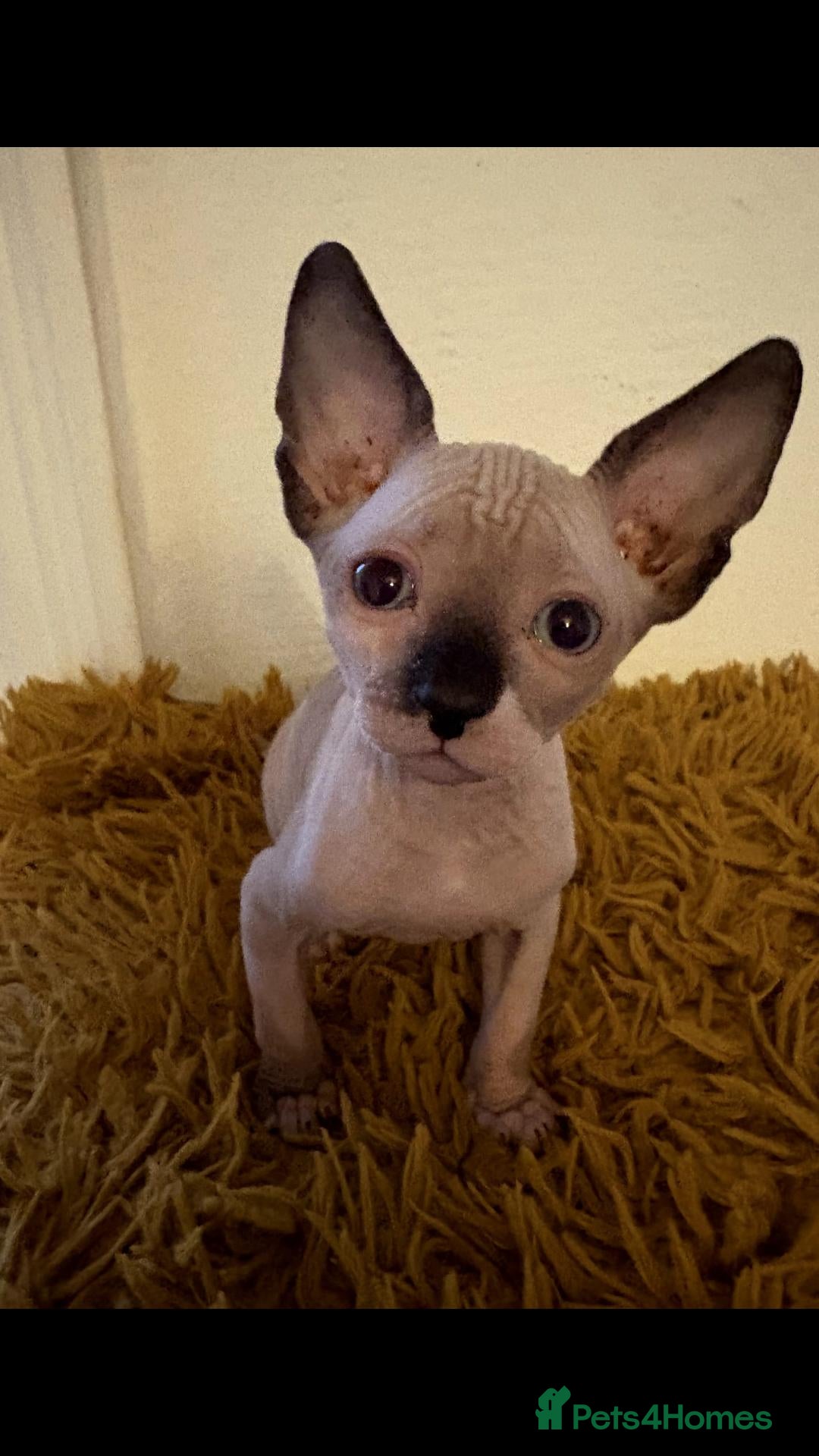 Sphynx cats  Sphynx Kittens with sky blue eyes  - Advert 3