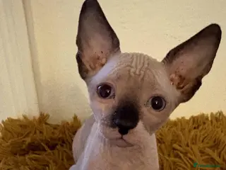 Sphynx cats Sphynx Kittens with sky blue eyes - Advert 3
