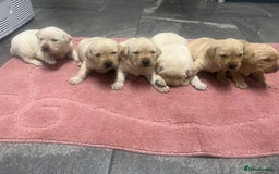 Labrador Retriever dogs for sale: Stunning Labrador puppys - Image 1