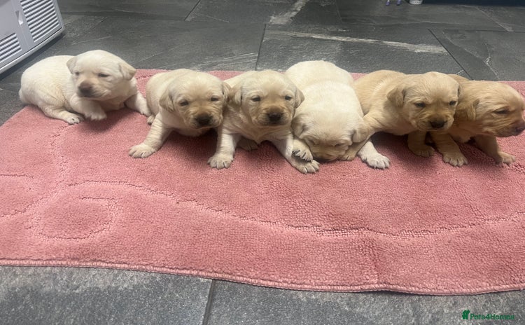 Labrador Retriever dogs - Advert 4