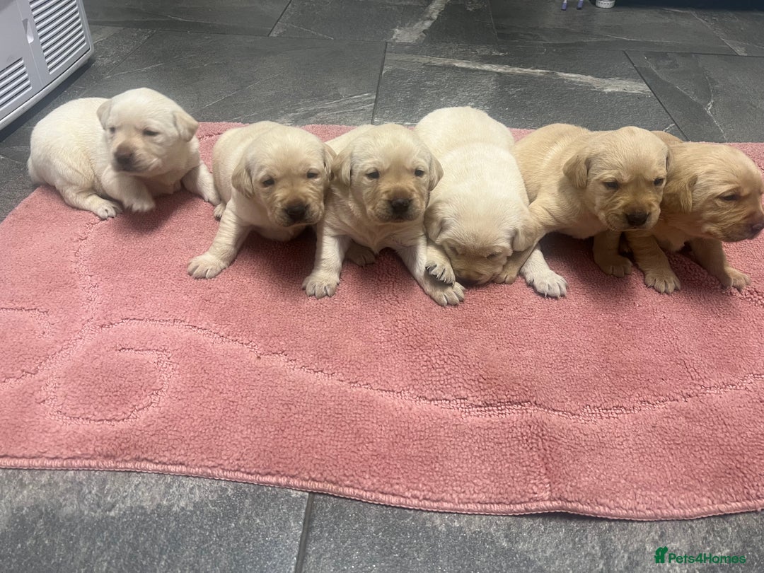Labrador Retriever dogs for sale: Stunning Labrador puppys - Image 1