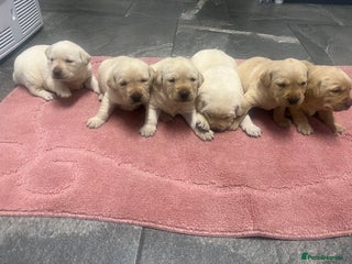 Labrador Retriever dogs - Advert 5