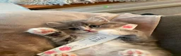 British Longhair cats for sale: Stunning British Longhair Kittens  - Advert 8