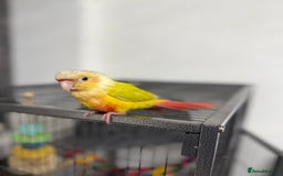 Conures birds for sale: Hand reared Suncheek conure + cage & accessories  - Image 4
