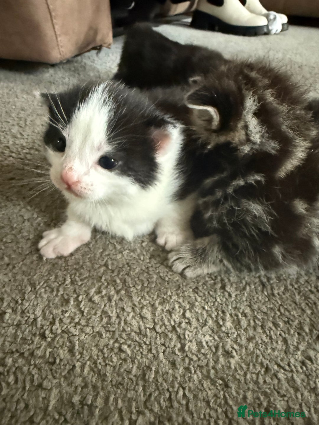 Mixed Breed cats for sale: Beautiful kittens for sale - Advert 5