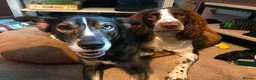 Mixed Breed dogs for sale: Springer spaniel x husky - Advert 8