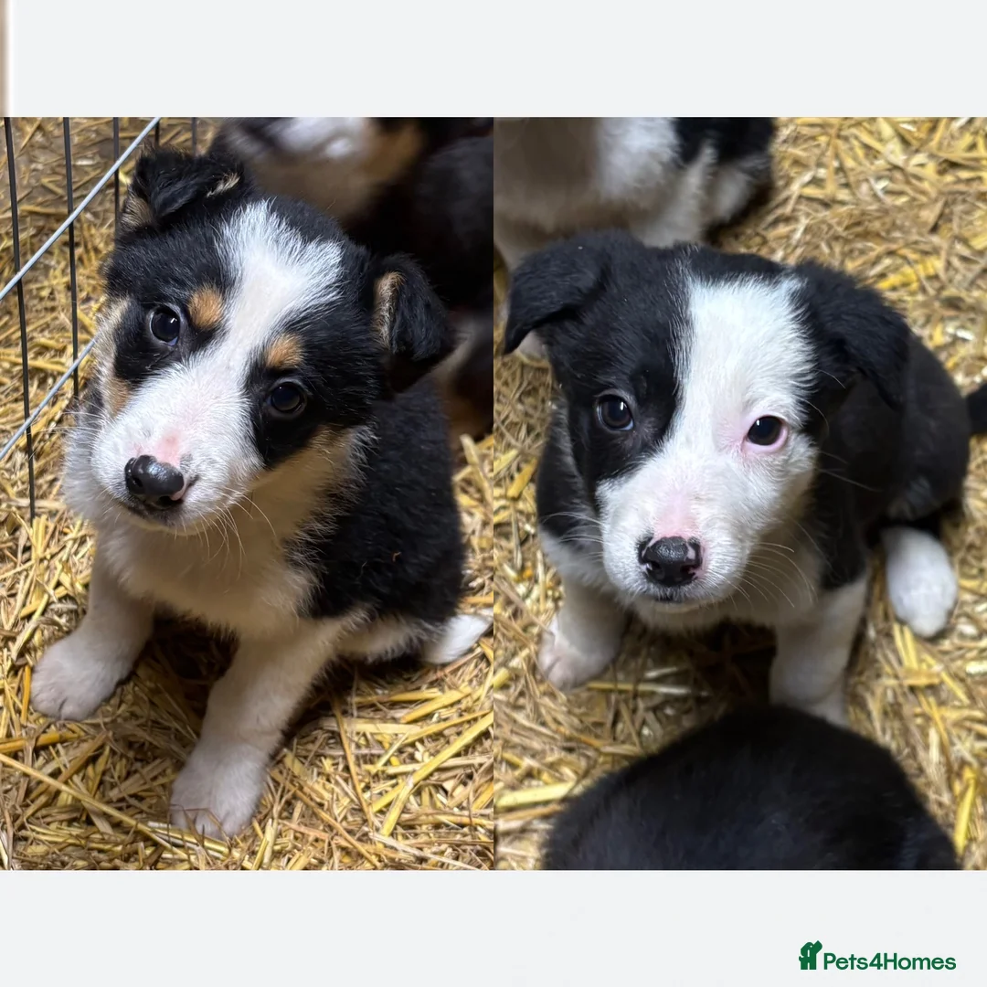 Border Collie dogs for sale: Stunning border collies - only 2 left!!!!!  - Advert 1