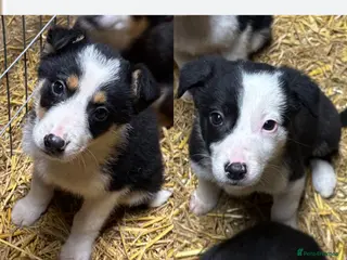 Border Collie dogs Stunning border collies - only 2 left!!!!! - Advert 1