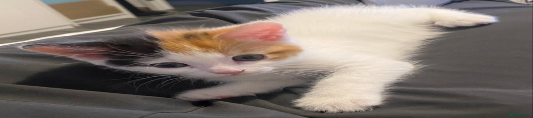 Mixed Breed Kitten 3
