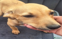 Mixed Breed dogs for sale: Beautiful whippet first cross puppies - Image 9