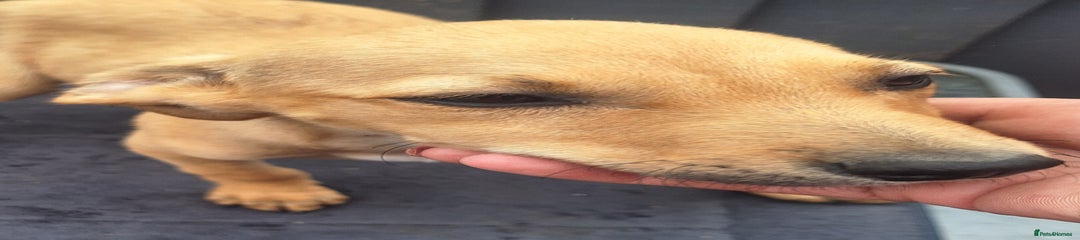 Mixed Breed Puppy 5