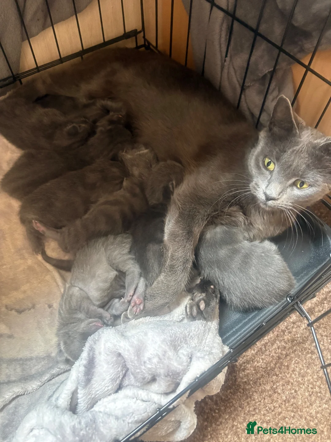 Mixed Breed cats for sale: Stunning litter of grey kittens in Langport - Advert 2