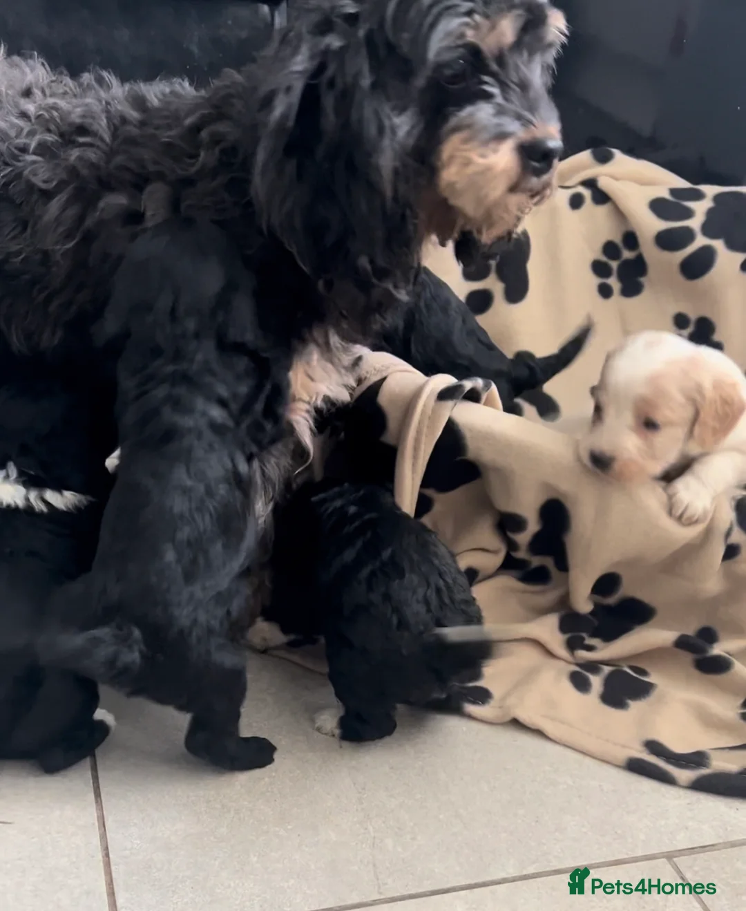 Cavapoo dogs for sale: Beautiful Cavapoo puppies  - Advert 2