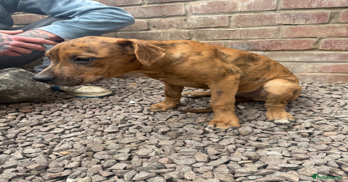 dobaman X caincorso pups for sale in Leicester | Pets4Homes