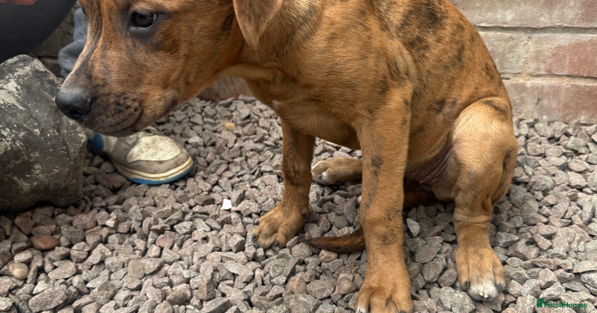 dobaman X caincorso pups for sale in Leicester | Pets4Homes