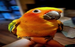 Conures birds for sale: Very sweet tame sun conure  - Image 1