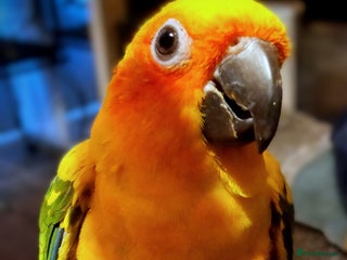 Conures birds - Advert 1