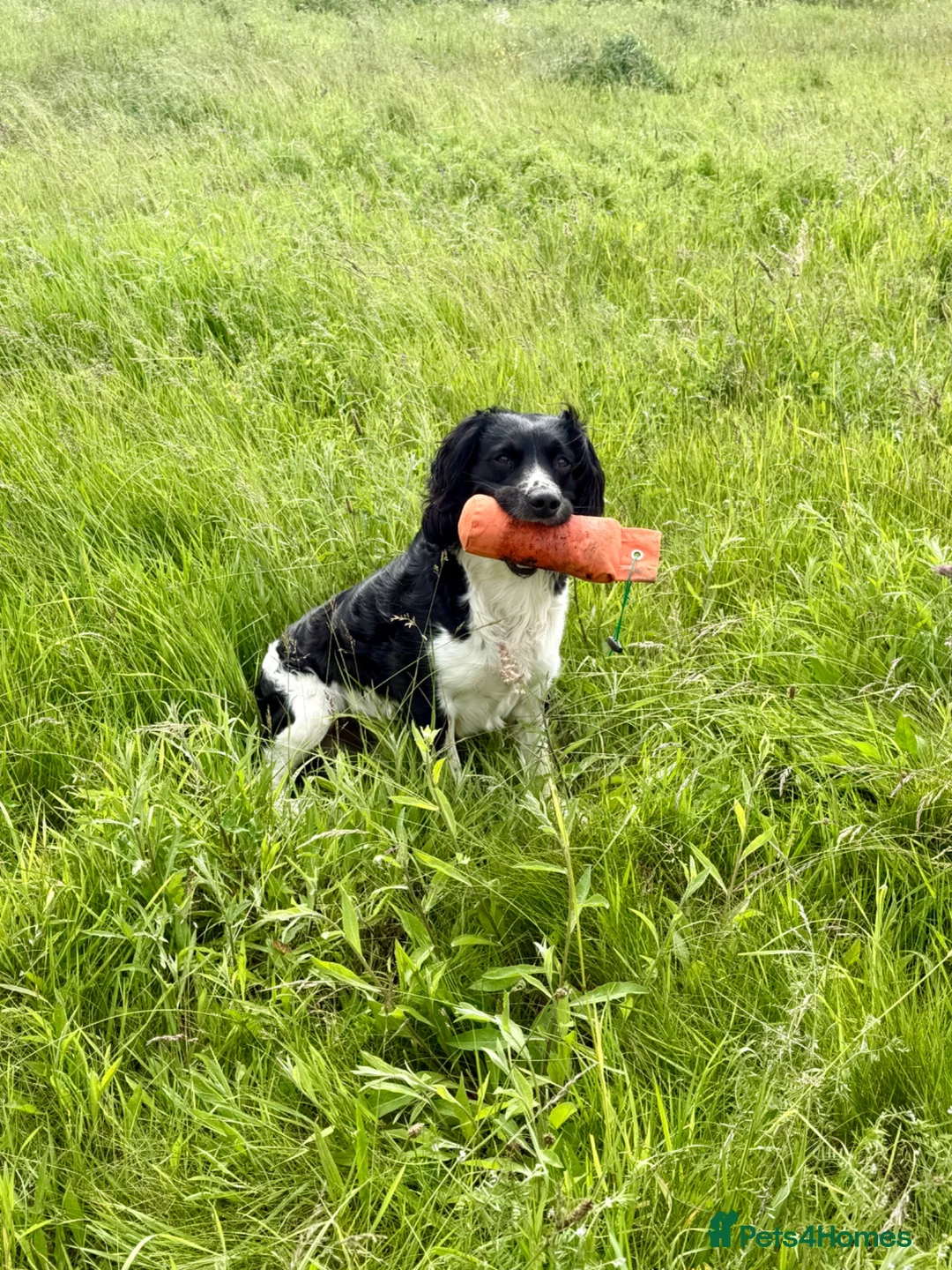 English Springer Spaniel dogs for stud: Stunning KC Stud, Proven, Health and DNA Tested. - Advert 1