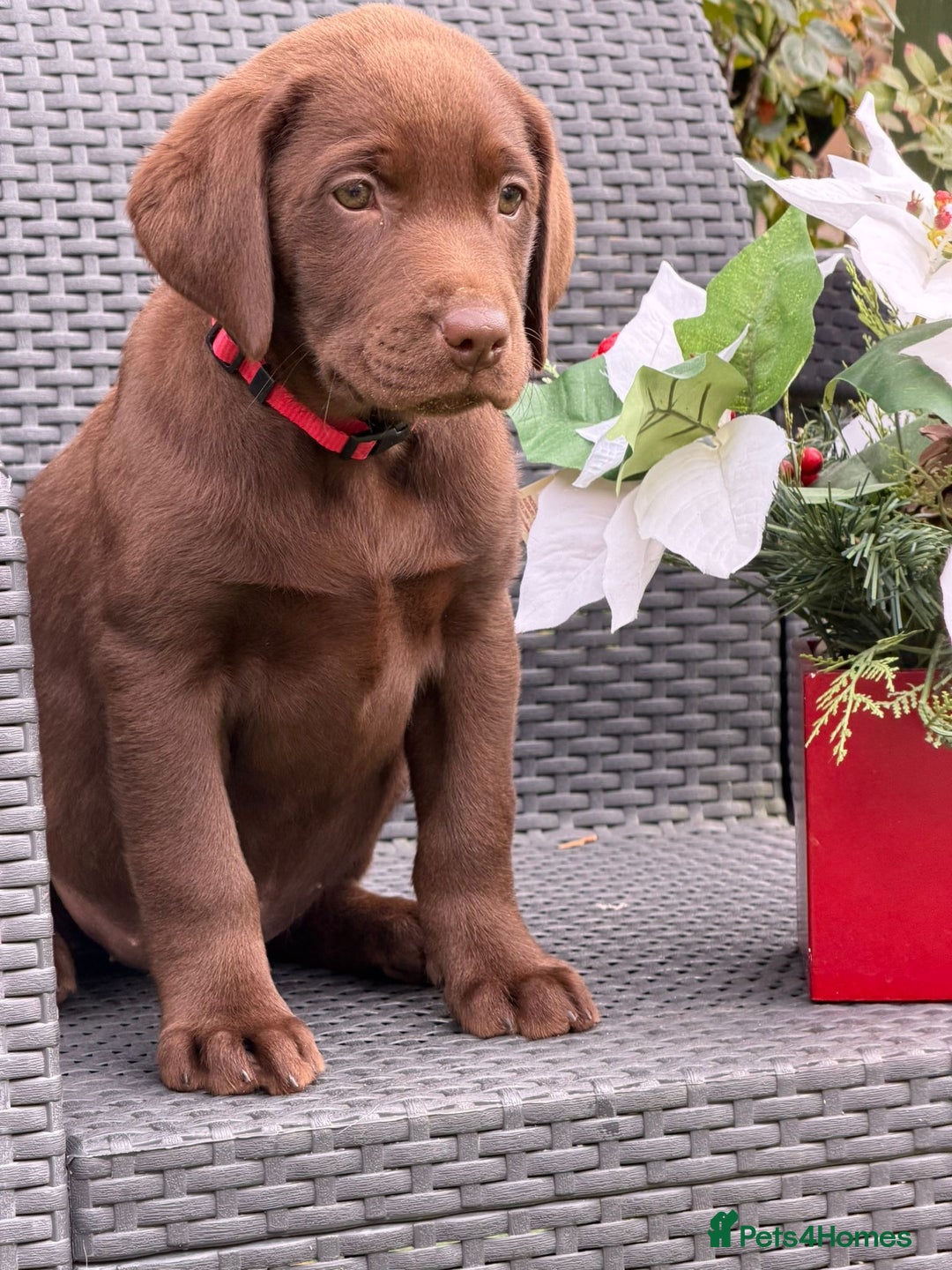 Labrador Retriever dogs for sale: KC CHOCOLATE PEDIGREE LABRADOR GIRL - Advert 16