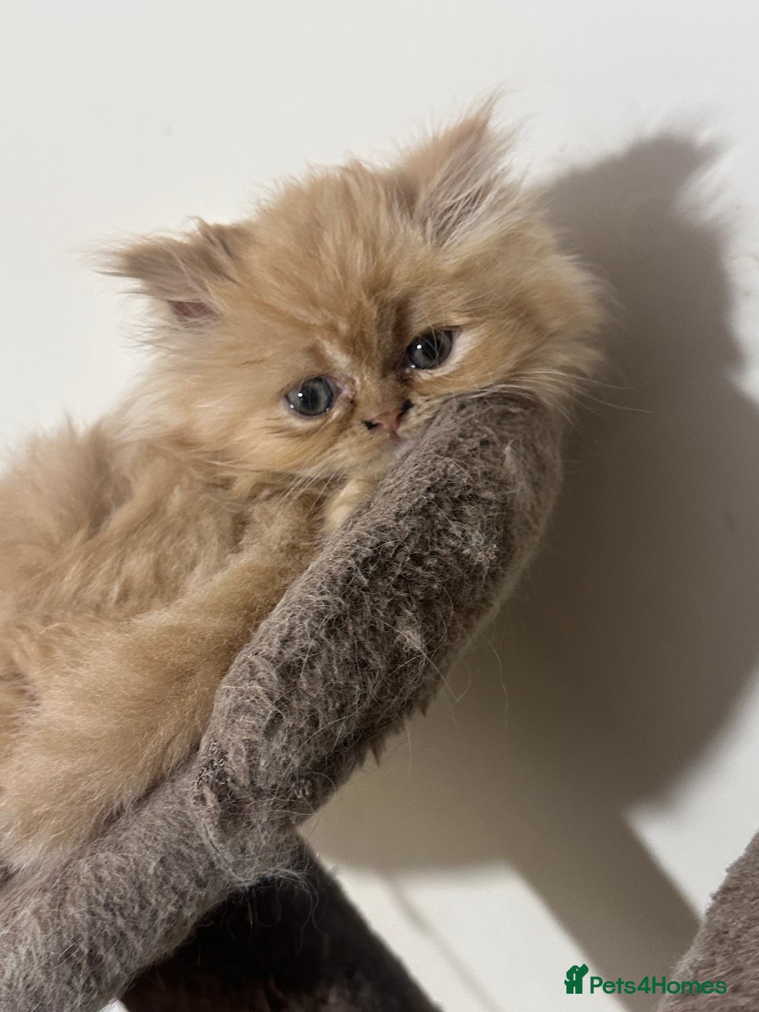 Persian cats for sale: Pedigree Persian Kittens ready to be rehomed - Image 15