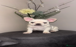 French Bulldog dogs for sale: French bulldog puppies  - Image 12
