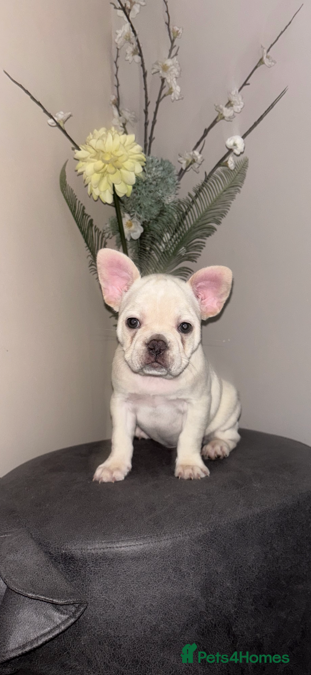 French Bulldog dogs for sale: French bulldog puppies  - Image 12