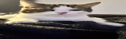 Mixed Breed cats for sale: Kiki 1 Year Old Male Cat Looking for a Loving Home - Advert 6