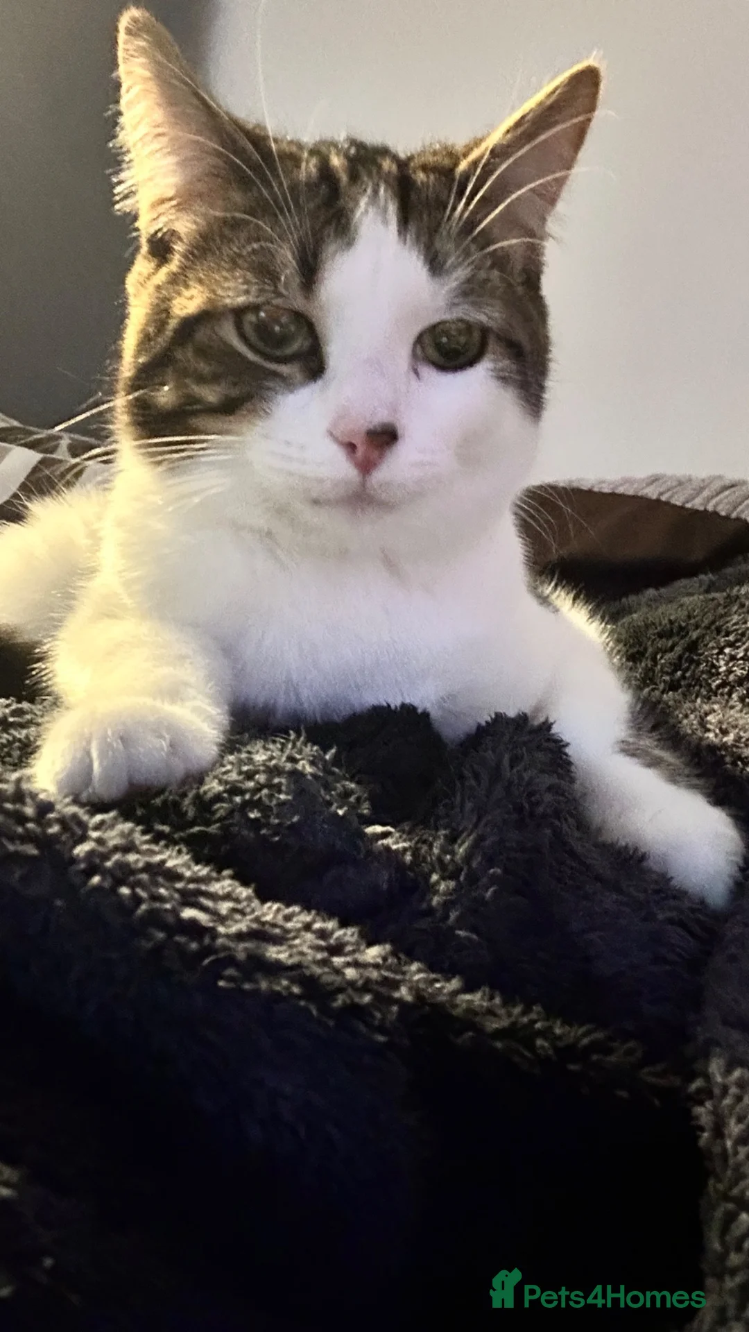 Mixed Breed cats for sale: Kiki 1 Year Old Male Cat Looking for a Loving Home - Advert 6