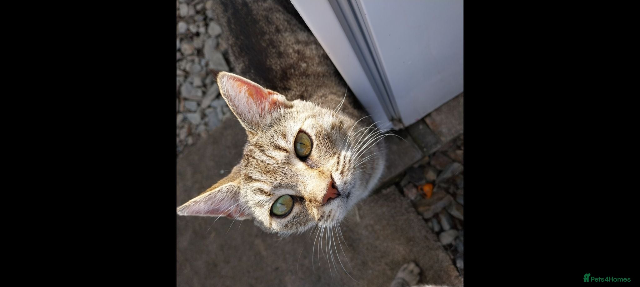 Mixed Breed cats Silver tabby kittens - Advert 16