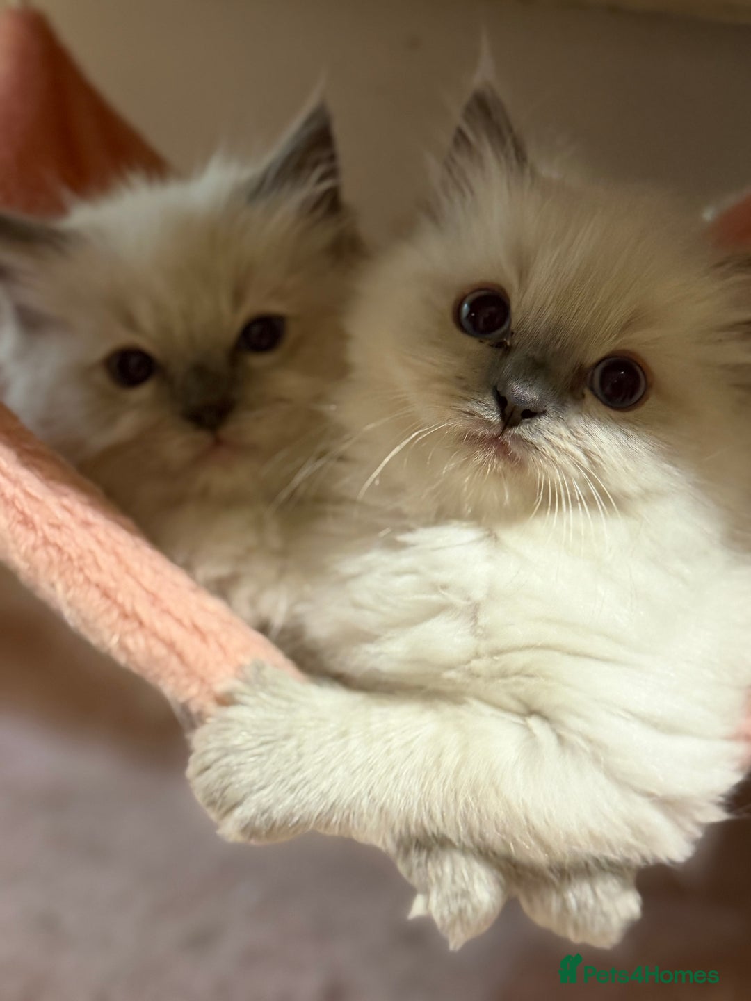 Ragdoll cats for sale: 🐾 Pure Ragdoll Kittens Looking for Loving Homes  - Advert 11