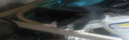 Mixed Breed cats for sale: Two beautiful kittens ready to go now  in Havant - Advert 4