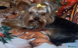 Mixed Breed dogs for sale: 3 beautiful yorkie Russell for sale  - Image 16