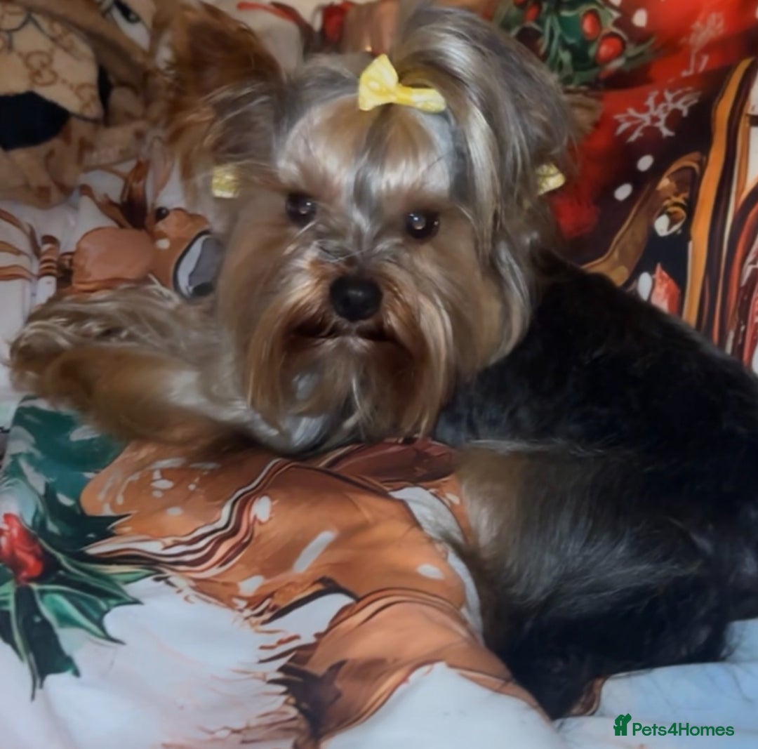 Mixed Breed dogs for sale: 3 beautiful yorkie Russell for sale  - Image 16