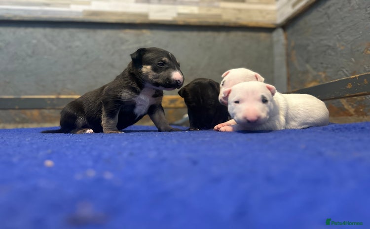 English Bull Terrier dogs - Advert 7
