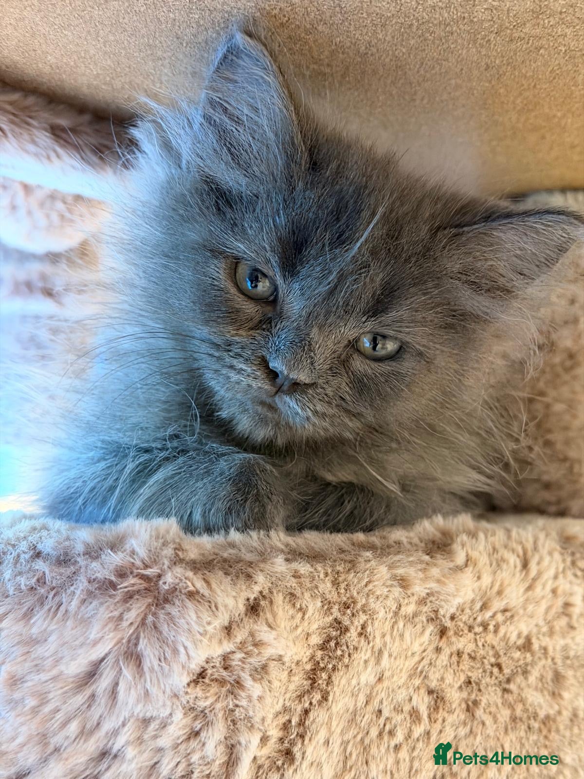 Mixed Breed cats Beautiful Ragdoll x Persian kittens  - Advert 11