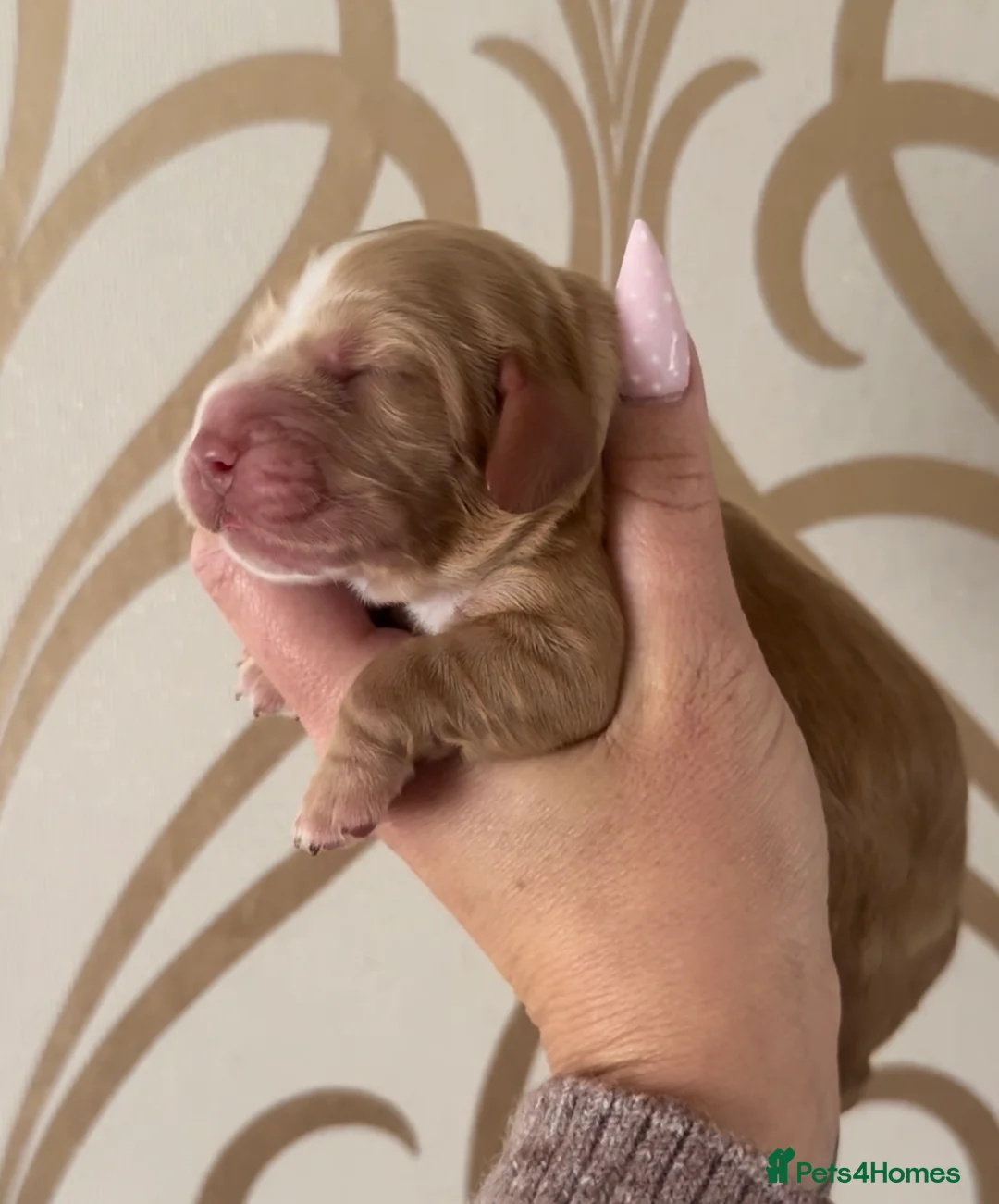 Cocker Spaniel dogs for sale: KC Show Cocker Spaniel puppy’s  - Advert 1