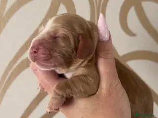 Cocker Spaniel dogs KC Show Cocker Spaniel puppy’s - Advert 1