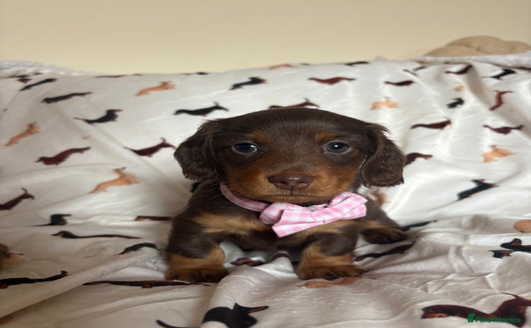 Miniature Dachshund dogs - Advert 12
