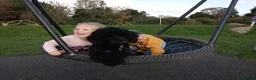 Mixed Breed dogs for sale: Beautiful Poodle Puppies 🩷 - Advert 3