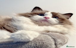 Ragdoll cats for stud: 5 Pedigree TICA European Famous R-Bloodline  in London - Image 11