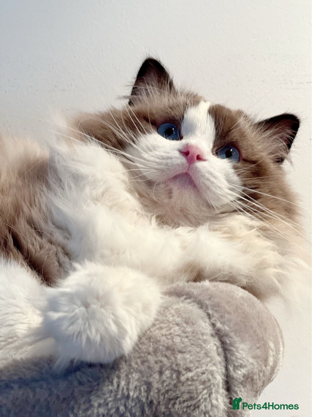 Ragdoll cats for stud: 5 Pedigree TICA European Famous R-Bloodline  in London - Image 11