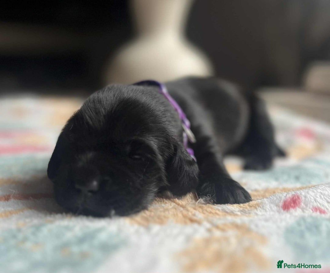 Labradoodle dogs for sale: Miniature Labradoodles  - Image 6