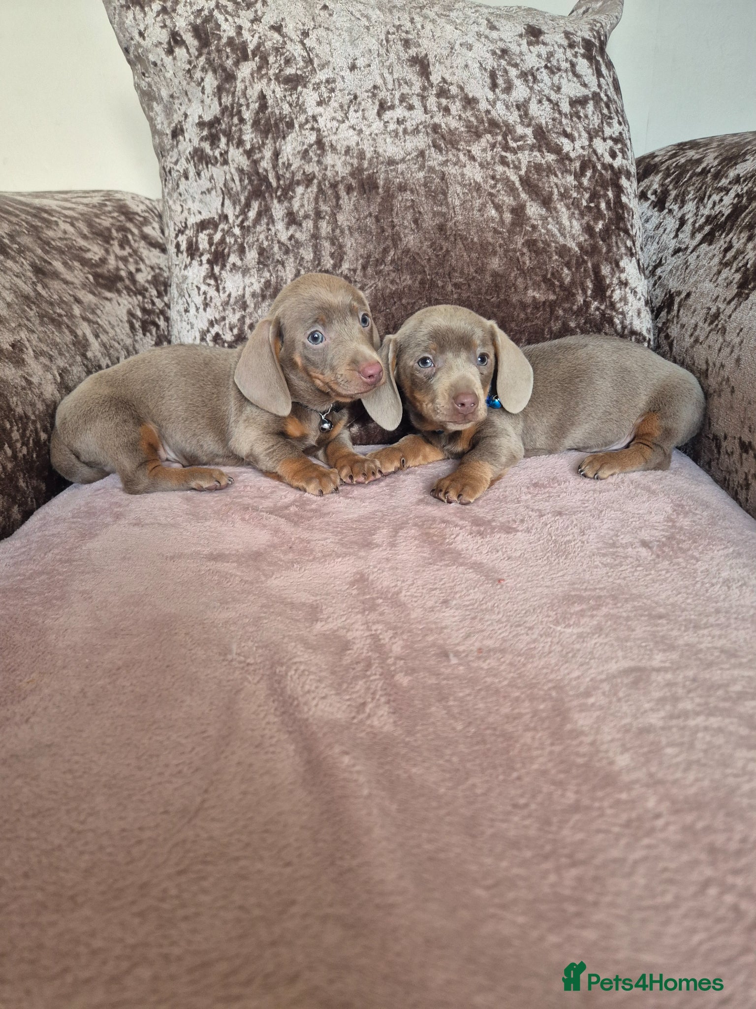 Miniature Dachshund dogs Miniature dachshund - Advert 17