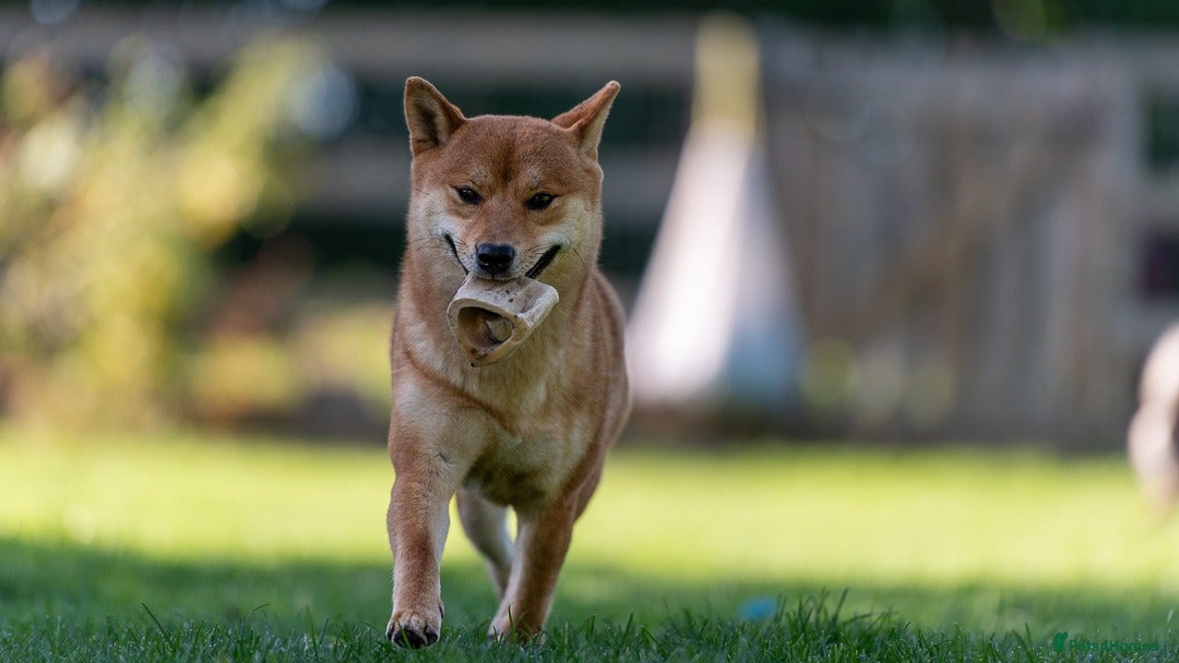 Japanese Shiba Inu dogs Lovely Poppy looking for family home .  - Advert 17