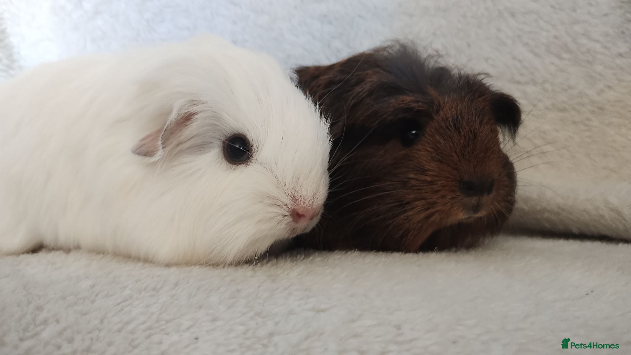 Guinea Pig rodents Rare baby guinea pigs Ready now - Advert 12