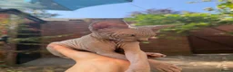 Sphynx cats for sale: Beautiful Sphynx Kittens 🐈‍⬛🐾🐾 - Advert 26