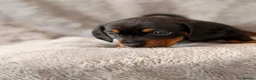 Miniature Dachshund dogs for sale: Beautiful KC Registered Miniature Dachshund Girls - Advert 7